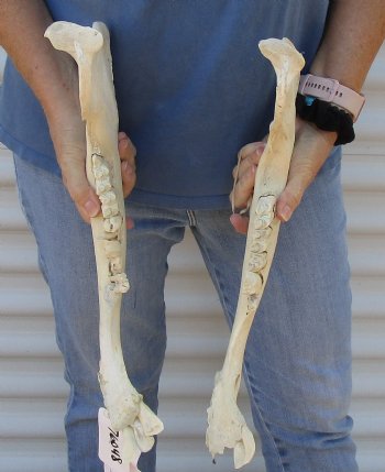 2 piece lot of Water Buffalo lower jaw/half bone 17 inches, available for purchase for $25