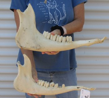 Authentic Water Buffalo lower jaw/half bones 17-18 inches - $25