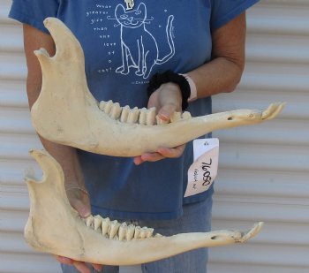 2 piece lot of Water Buffalo lower jaw/half bone 17 inches, available for purchase for $25