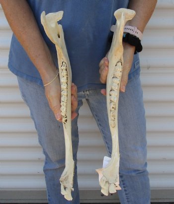 2 piece lot of Water Buffalo lower jaw/half bone 17 inches, available for purchase for $25