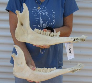 Authentic Water Buffalo lower jaw/half bones 17-18 inches - $25