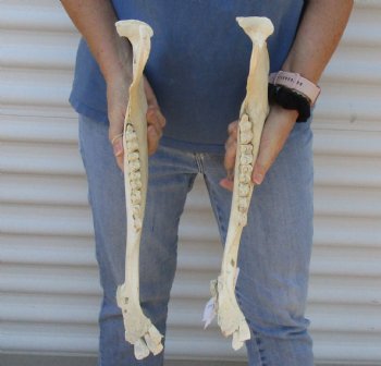 Authentic Water Buffalo lower jaw/half bones 17-18 inches - $25