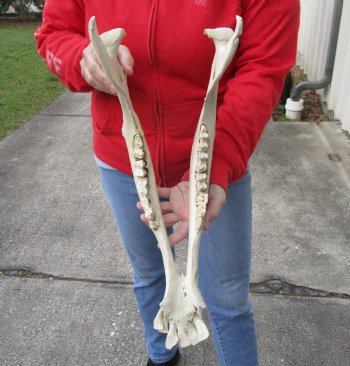 18 inch Authentic Water Buffalo Lower Jaw Bone - Buy now for $25