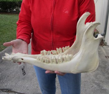 18 inch Authentic Water Buffalo Lower Jaw Bone - Buy now for $25