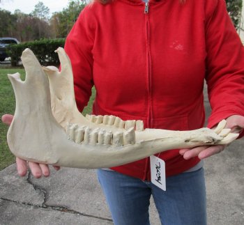 Real Water Buffalo Lower Jaw Bone measuring 18 inches - Available to buy now for $25