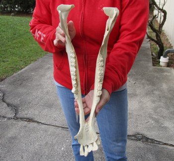 Real Water Buffalo Lower Jaw Bone measuring 18 inches - Available to buy now for $25