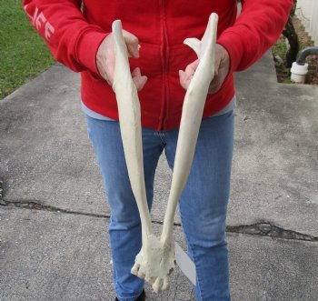 Real Water Buffalo Lower Jaw Bone measuring 18 inches - Available to buy now for $25