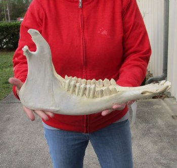 Real Water Buffalo Lower Jaw Bone measuring 17 inches - Available to buy now for $25