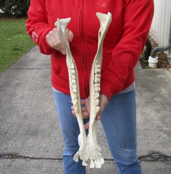 Real Water Buffalo Lower Jaw Bone measuring 17 inches - Available to buy now for $25