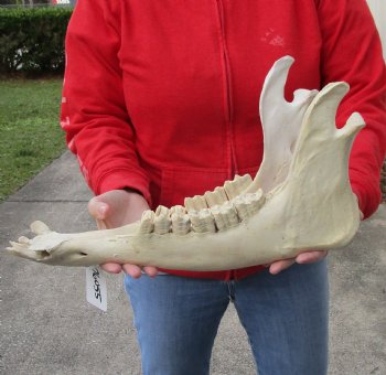 Real Water Buffalo Lower Jaw Bone measuring 17 inches - Available to buy now for $25