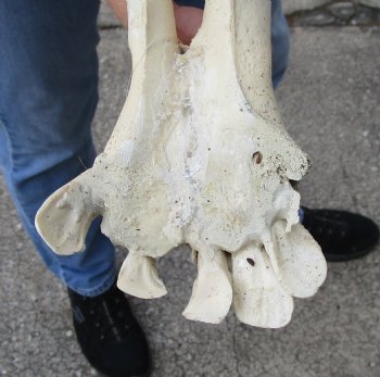 Real Water Buffalo Lower Jaw Bone measuring 17 inches - Available to buy now for $25