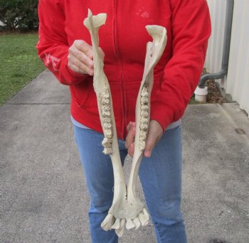 Real Water Buffalo Lower Jaw Bone measuring 17 inches - Available to buy now for $25