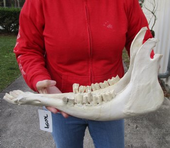 Real Water Buffalo Lower Jaw Bone measuring 19 inches - Available to buy now for $25