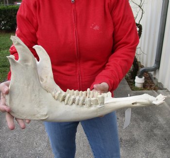 Real Water Buffalo Lower Jaw Bone measuring 19 inches - Available to buy now for $25