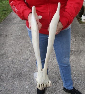 Real Water Buffalo Lower Jaw Bone measuring 19 inches - Available to buy now for $25