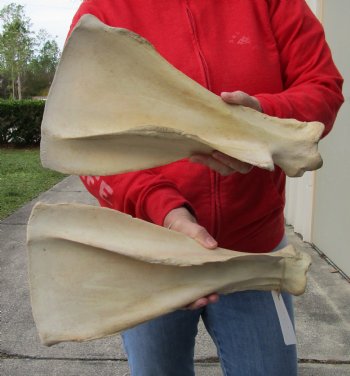 2 piece lot of Real Water Buffalo Shoulder Blade Bones measuring 14 & 15 inches - Buy now for $24