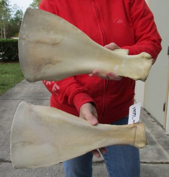 2 piece lot of Real Water Buffalo Shoulder Blade Bones measuring 14 & 15 inches - Buy now for $24