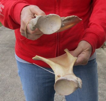 2 piece lot of Real Water Buffalo Shoulder Blade Bones measuring 14 inches - Buy now for $24