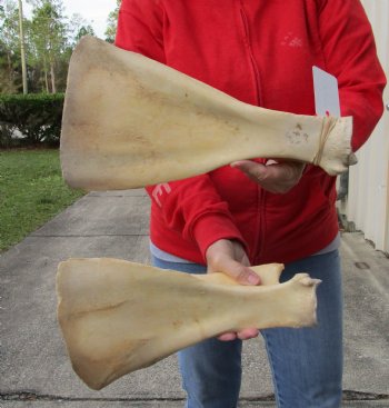 2 piece lot of Authentic Water Buffalo Shoulder Blade Bones measuring 13 & 14 inches - Buy now for $24