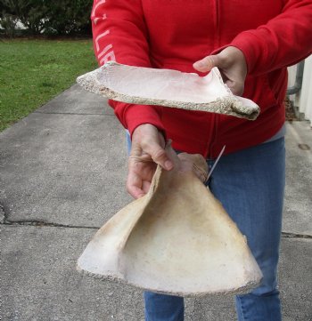 Buy this Authentic 2 piece lot of Water Buffalo Shoulder Blade Bones measuring 16 inches - $24