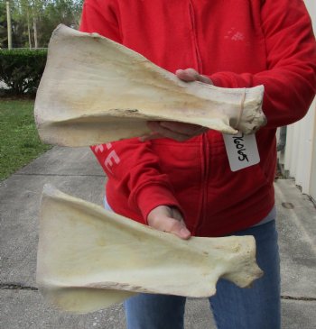 Authentic 2 piece lot of Water Buffalo Shoulder Blade Bones measuring 13 and 14 inches - $24