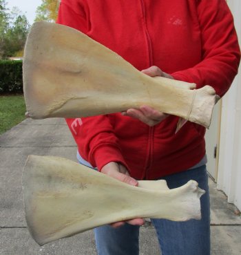 Authentic 2 piece lot of Water Buffalo Shoulder Blade Bones measuring 13 and 14 inches - $24