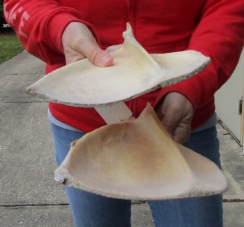 Authentic 2 piece lot of Water Buffalo Shoulder Blade Bones measuring 13 and 14 inches - $24