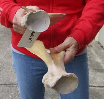 Buy this Authentic 2 piece lot of Water Buffalo Shoulder Blade Bones measuring 13 and 14 inches - $24