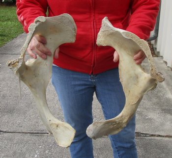 Authentic 2 piece lot of Water Buffalo Hip Bones-Half 18 & 20 inches - $27