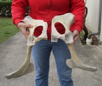 2 piece lot of Authentic Water Buffalo hip bones-half 18 inches - Buy now for $27