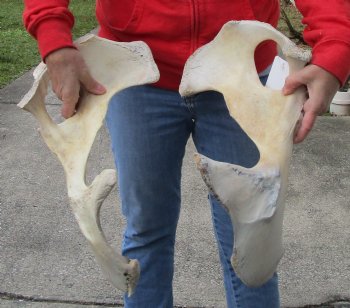 2 piece lot of Authentic Water Buffalo hip bones-half 18 inches - Buy now for $27