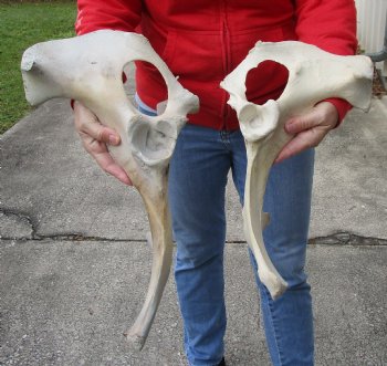 2 piece lot of Authentic Water Buffalo hip bones-half 16 & 19 inches - Buy now for $27