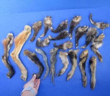 8 Preserved Opossum Legs - <font color=red>Special Price $15</font>