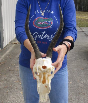 B-Grade 12" Female Blesbok Skull with 12" Horns buy now for - $65