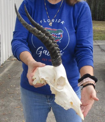 B-Grade 12" Female Blesbok Skull with 12" Horns buy now for - $65