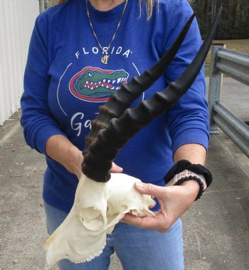 B-Grade 10" Male Blesbok Skull with 14" Horns, purchase this for $70