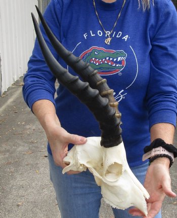 B-Grade 10" Male Blesbok Skull with 14" Horns, purchase this for $70