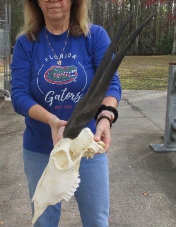 B-Grade African Female Eland skull with 22 inch horns - $130