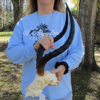 B-Grade African Impala Skull with 18-19" Horns - $75