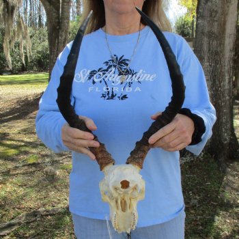 B-Grade African Impala Skull with 18-19" Horns - $75