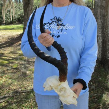 B-Grade African Impala Skull with 18-19" Horns - $75