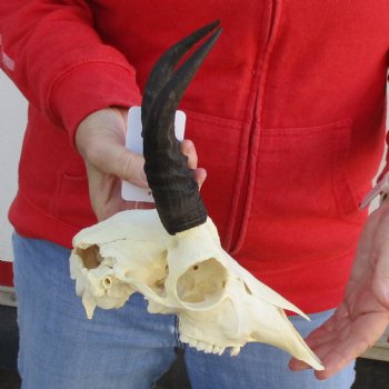 B-Grade 8-1/2" Mountain Reedbok Skull with 6-1/2" Horns - $65