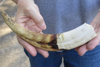 10 inch Warthog Tusk, Warthog Ivory from African Warthog - $49