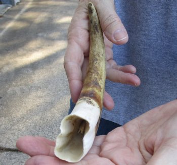 10 inch Warthog Tusk, Warthog Ivory from African Warthog - $49