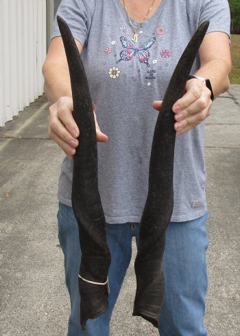 Matching pair of Female African Eland Horns 25 inches long for $45