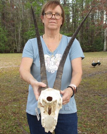 B-Grade African Sable Skull with 22 and 23" Horns - $155