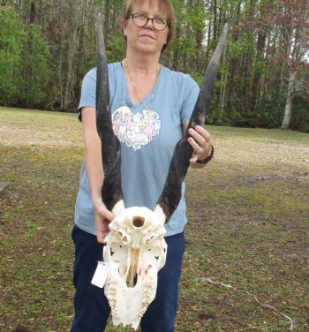 C-Grade African Female Eland skull with 27 inch horns - $95