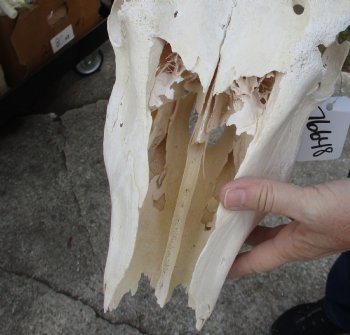 C-Grade African Female Eland skull with 27 inch horns - $95