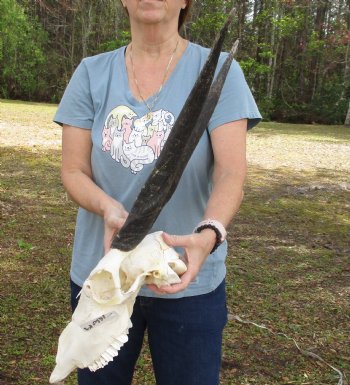 B-Grade African Female Eland skull with 21 inch horns - $95