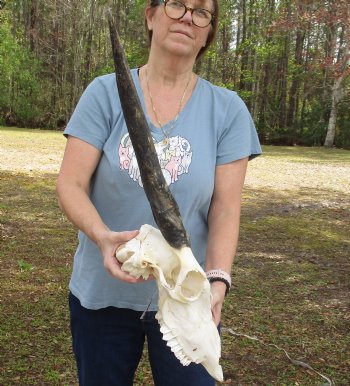 B-Grade African Female Eland skull with 21 inch horns - $95